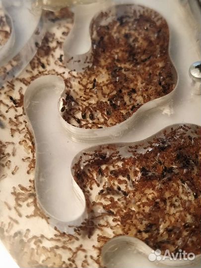 Monomorium Pharaonis