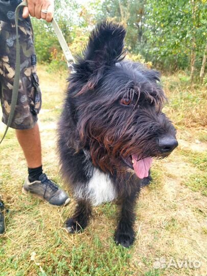 Собаки в дар бесплатно