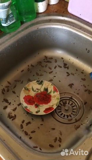 Дезинсекция от тараканов и клопов с гарантией