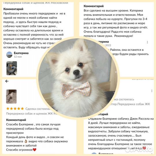 Передержка собак и щенков ЖК Московский. Зоо няня