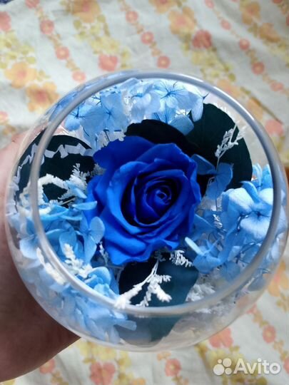 Синие розы живые