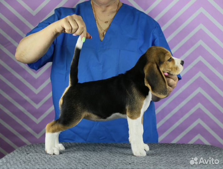 Щенки бигль