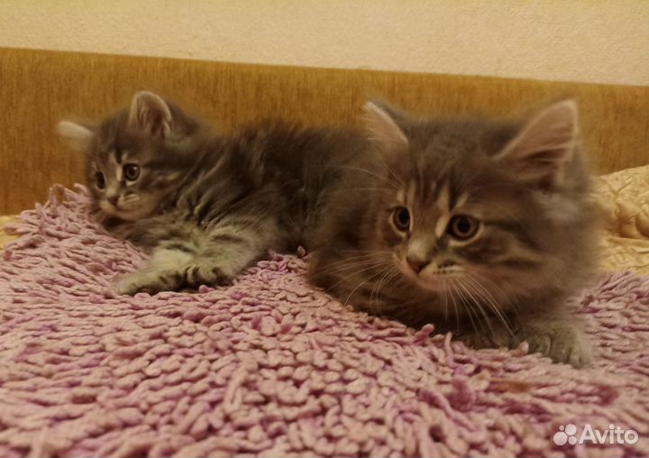 Котята две девочки