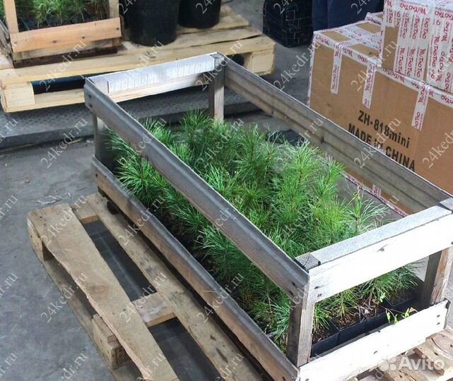 Саженцы сибирского кедра