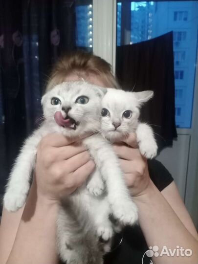 Британский кот и вислоухий кот
