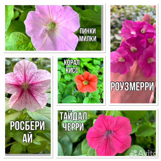 Петуния ампельная Опера