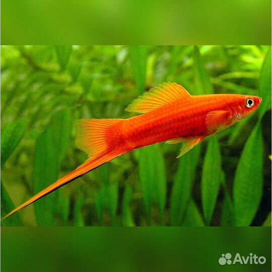 Рыбки меченосцы