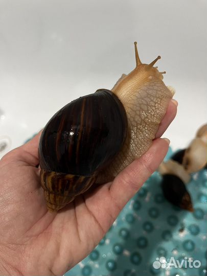 Улитка Ахатина