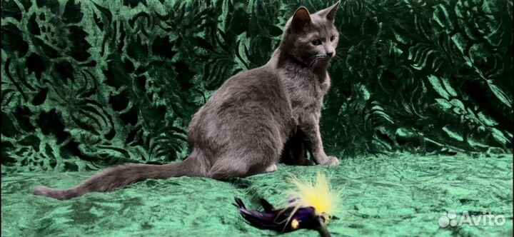 Марселю нужен дом