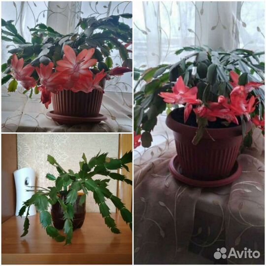 Комнатные цветы -Шлюмбергера (декабрист)