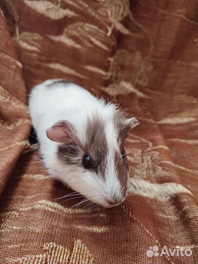 Морская свинка девочка