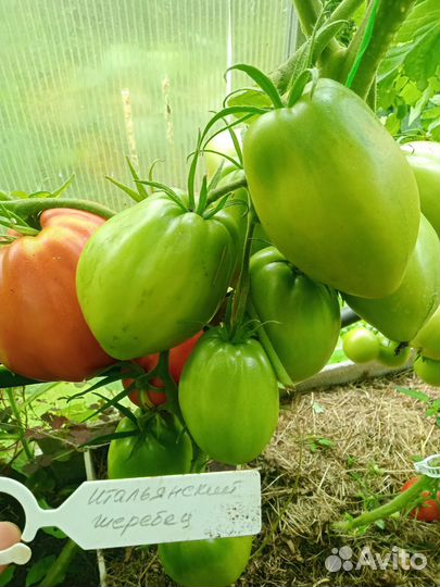 Семена томатов коллекционные