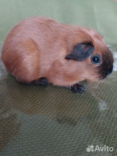 Морские свинки калифорния