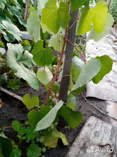 Саженцы винограда