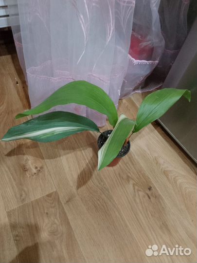 Комнатные растения