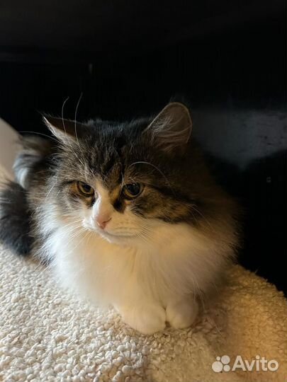 Пушистая кошка