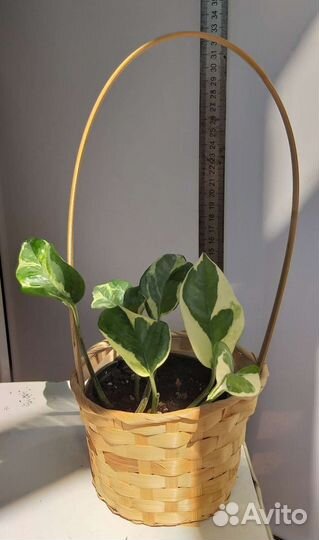 Сциндапсус Н,Джой,Марбл Квин