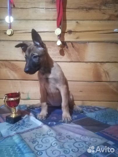 Щенки малинуа