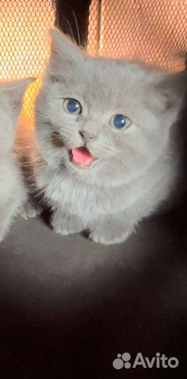 Котята в добрые руки даром бесплатно