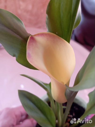 Цветы домашние каллы