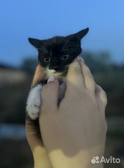 Котята бесплатно