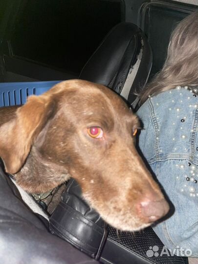 Найдена собака охотничья Курцхаар