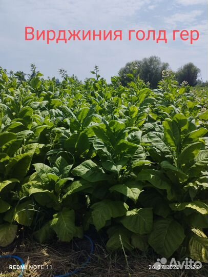 Семена табака