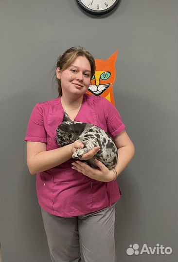 Ветеринарный врач на дом