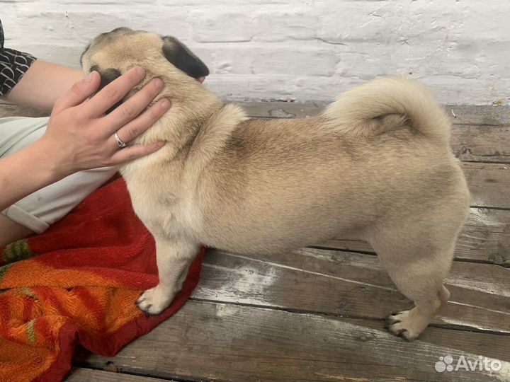 Мопс девочка