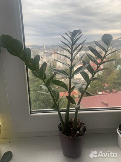 Замиокулькас