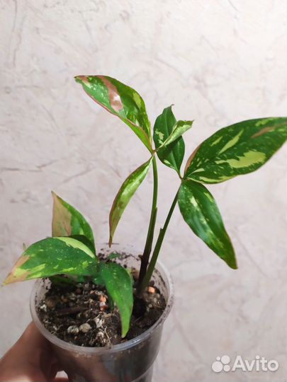 Комнатные растения