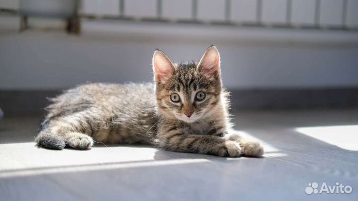 Кошечка Марошка