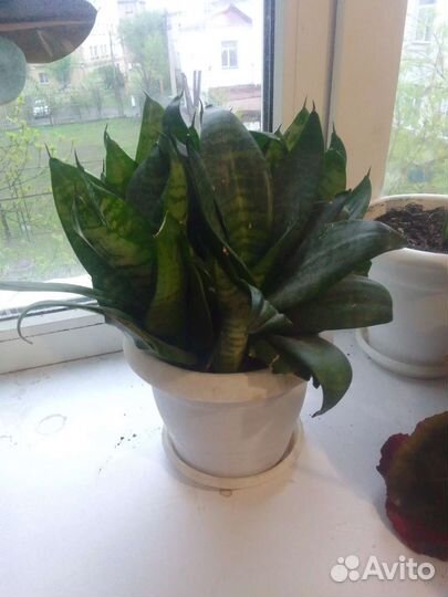 Сансевиерия