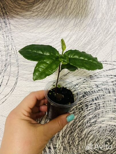 Камелия китайская или чайный куст