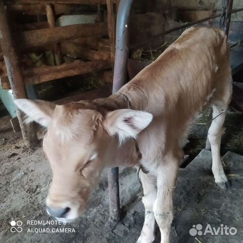 Корова дойная с теленками объявление продам