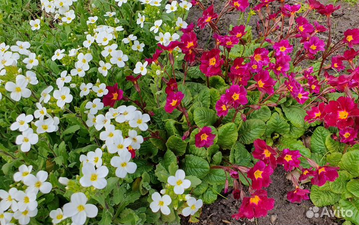 Арабис белый