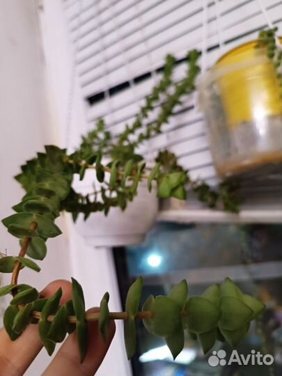 Комнатные растения