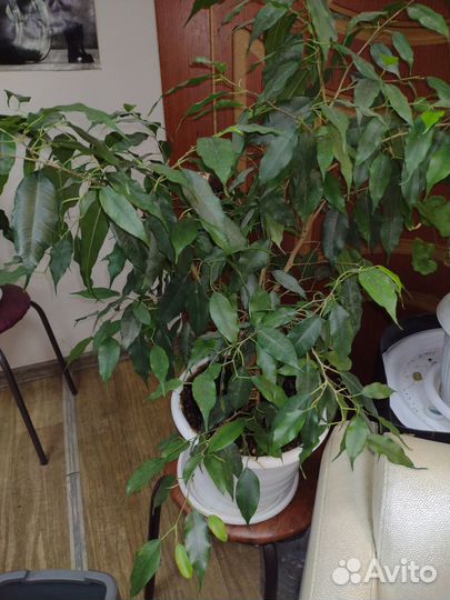Фикус Бенджамина