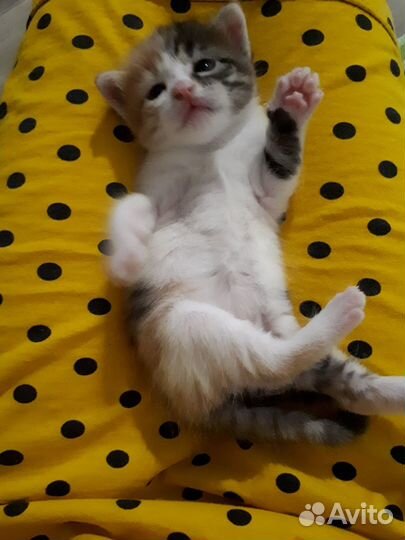 Отдам в добрые руки кошечку