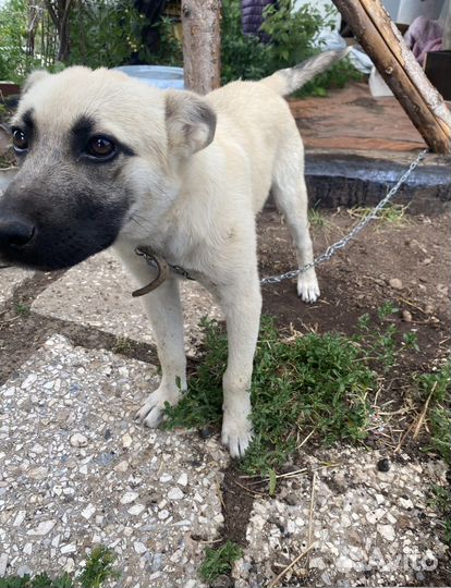 Щенок в добрые руки