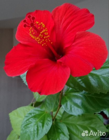 Гибискус 2 метра
