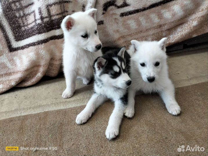 Щенки Хаски