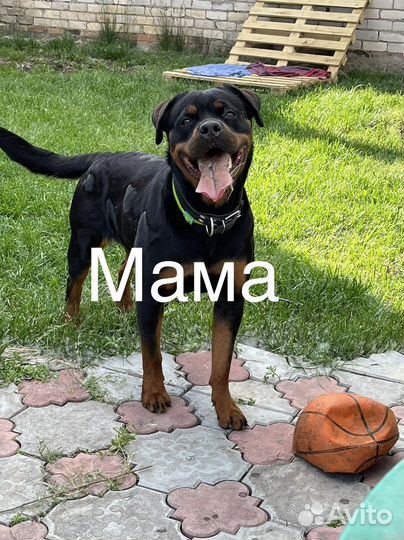 Щенки ротвейлера