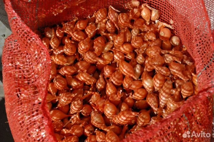 Лук Севок Оптом первая, вторая фракц Штутгартер