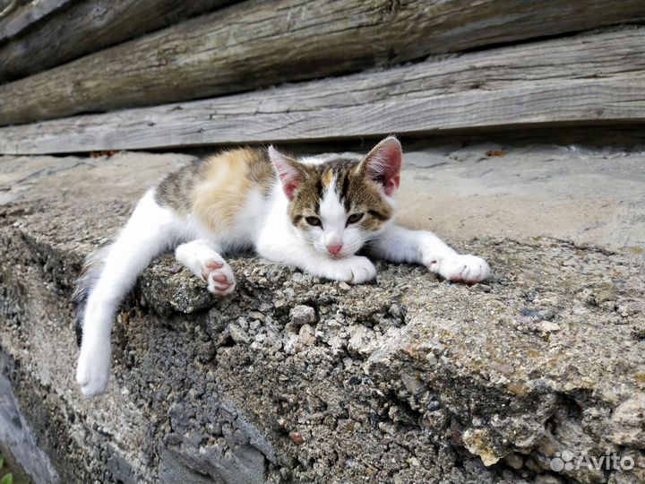 Котенок в добрые руки бесплатно