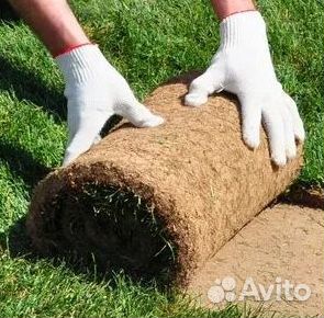 Газон рулонный
