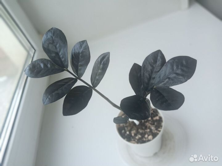 Замиокулькас равен