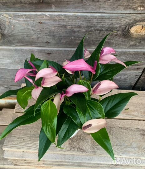 Антуриум зизу