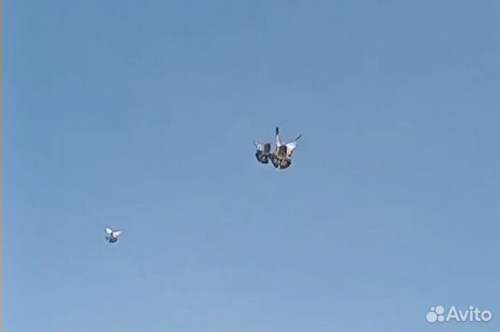 Николаевские голуби. Новосибирск. опт