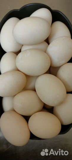 Инкубационное яйцо утки